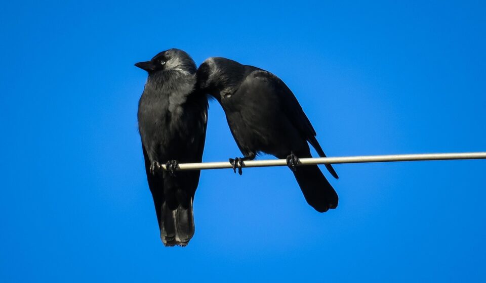 jackdaws, pair, clean, maintenance, cleaning, care, team, team ability, affection, nature, trust, hygiene, raven bird, to sit, bird