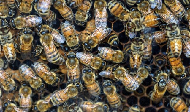 bees, bee hive, insects, wings, nature