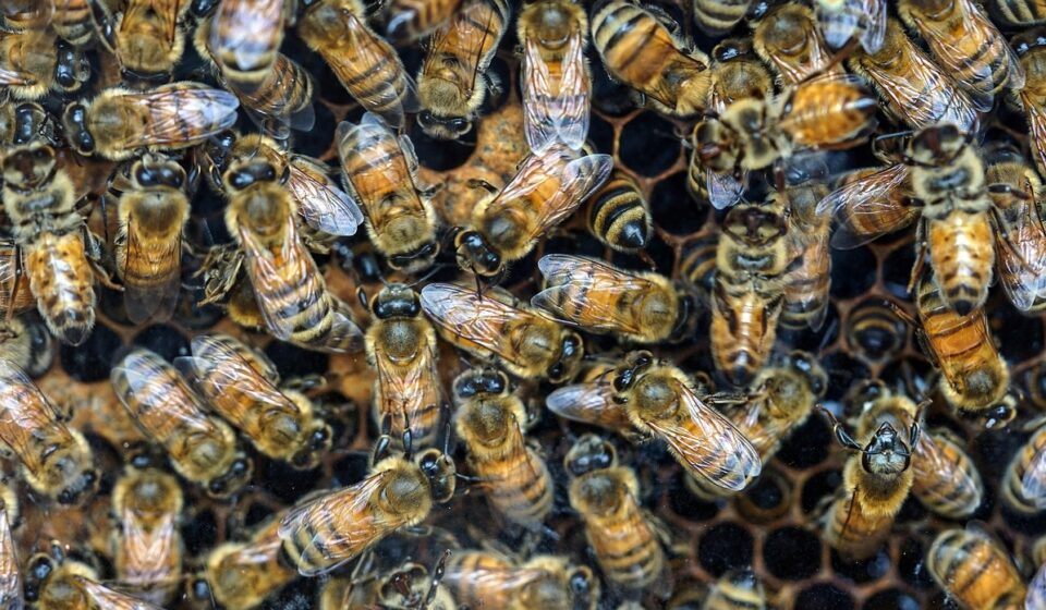 bees, bee hive, insects, wings, nature