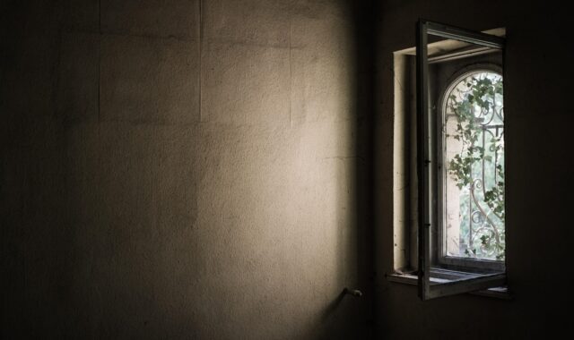 window, old, abandoned, ivy, overgrown, shadow, frame, wall, lost places, window, window, window, window, window, frame, wall, wall, wall