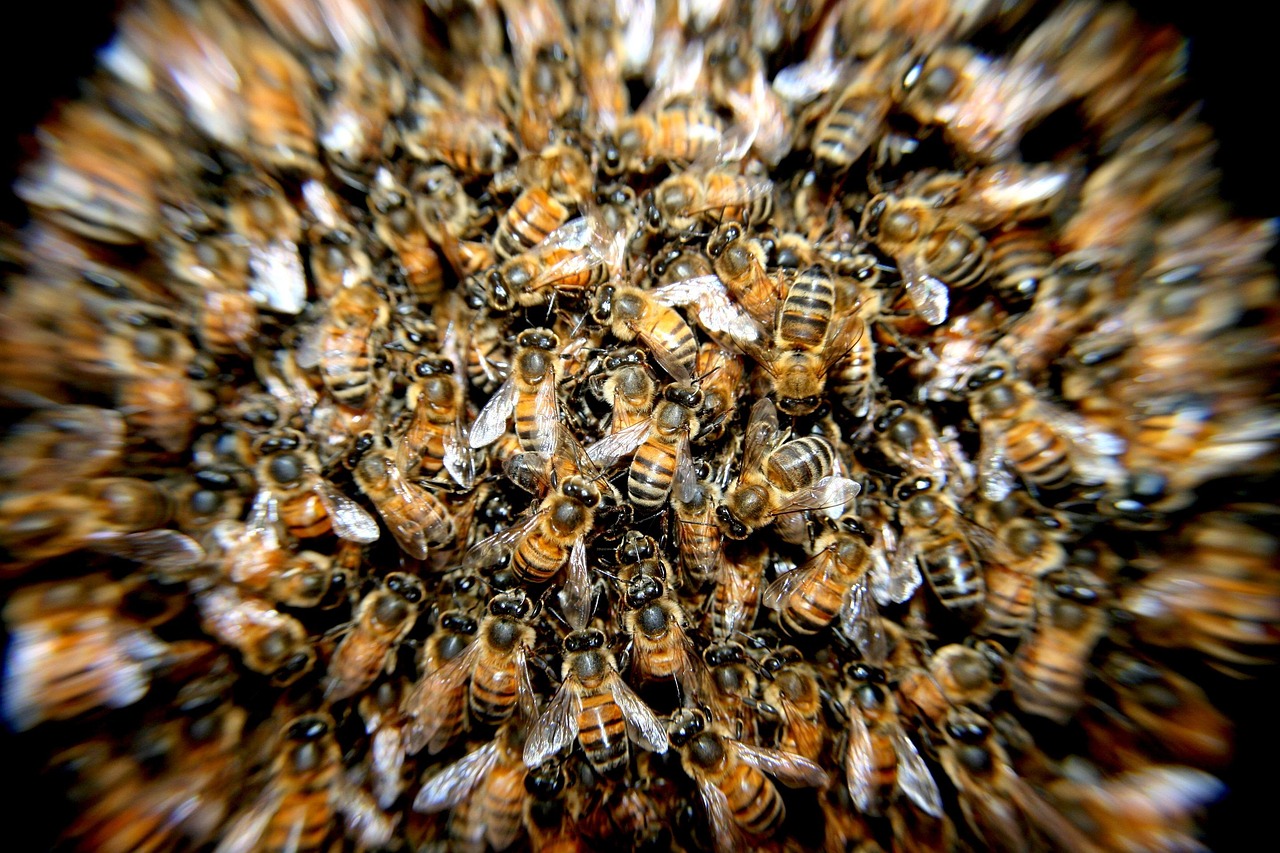 bees, insects, macro, honey bees, winged insects, beehive, honey, swarm of bees, wings, stripes, hive, brood, hymenoptera, entomology, beekeeping, close up, bee hive, swarm, many, bees, bees, bees, bees, bees