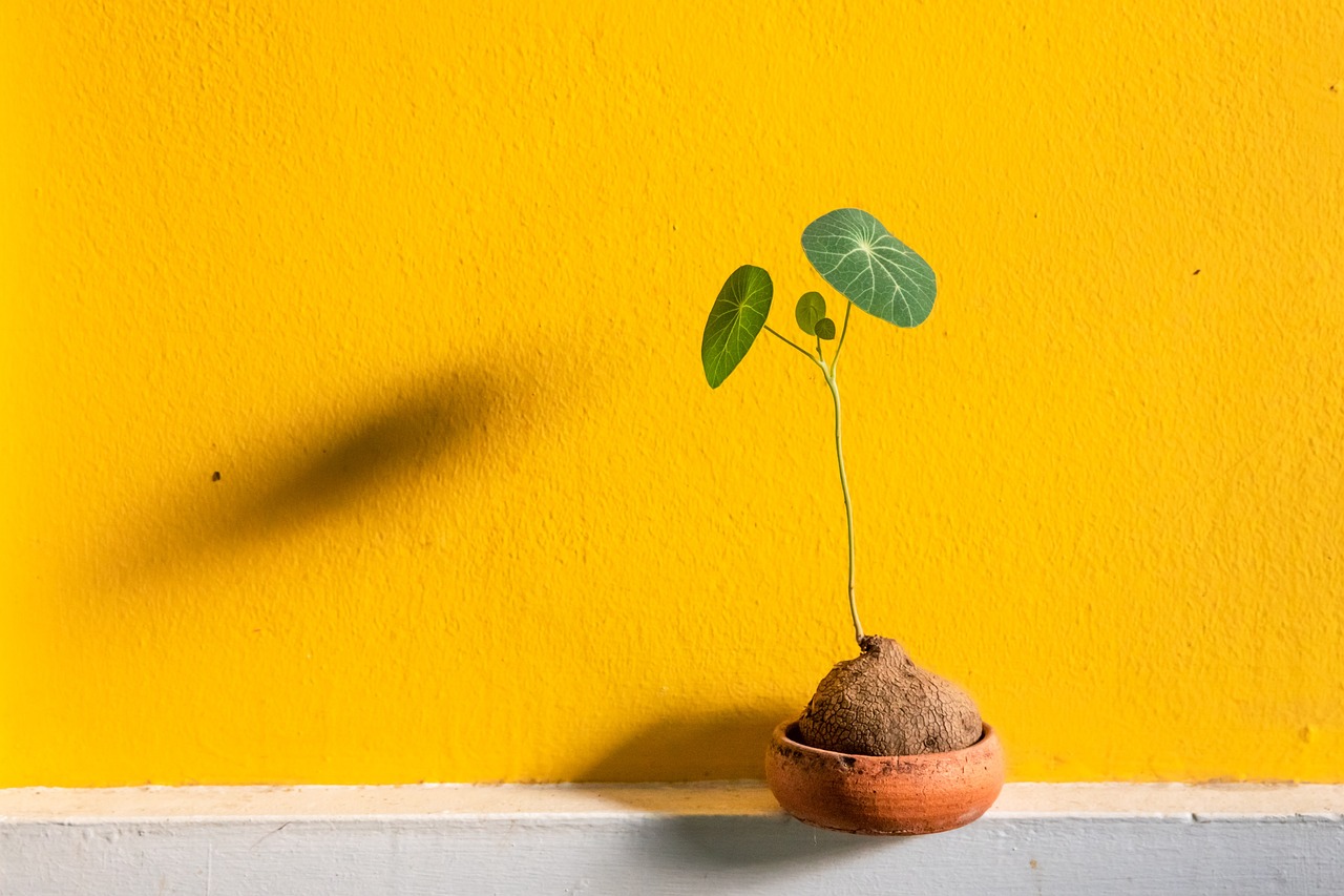ceramic, earth pot, clay pot, flower pot, plant, growing, nature, orange wall, shadow, horticulture, botany