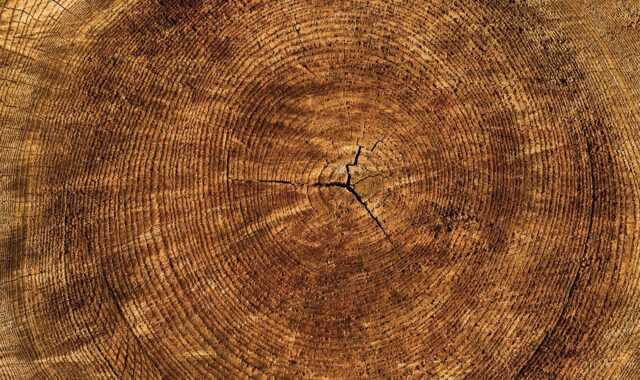 annual rings, 4k wallpaper, tree, texture, wallpaper 4k, wallpaper hd, cool backgrounds, laptop wallpaper, structure, mac wallpaper, beautiful wallpaper, wood, nature, windows wallpaper, full hd wallpaper, hd wallpaper, desktop backgrounds, free background, free wallpaper, 4k wallpaper 1920x1080, pattern, background