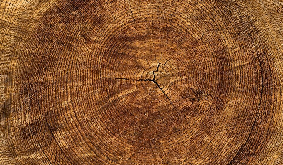 annual rings, 4k wallpaper, tree, texture, wallpaper 4k, wallpaper hd, cool backgrounds, laptop wallpaper, structure, mac wallpaper, beautiful wallpaper, wood, nature, windows wallpaper, full hd wallpaper, hd wallpaper, desktop backgrounds, free background, free wallpaper, 4k wallpaper 1920x1080, pattern, background