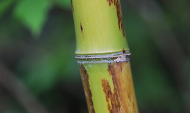 bamboo, bamboo cane, grass, bamboo wood, bamboo straw, green, nature, bamboo structure, close up, bamboo, bamboo, bamboo, bamboo, bamboo