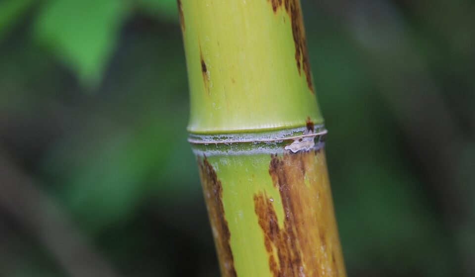 bamboo, bamboo cane, grass, bamboo wood, bamboo straw, green, nature, bamboo structure, close up, bamboo, bamboo, bamboo, bamboo, bamboo