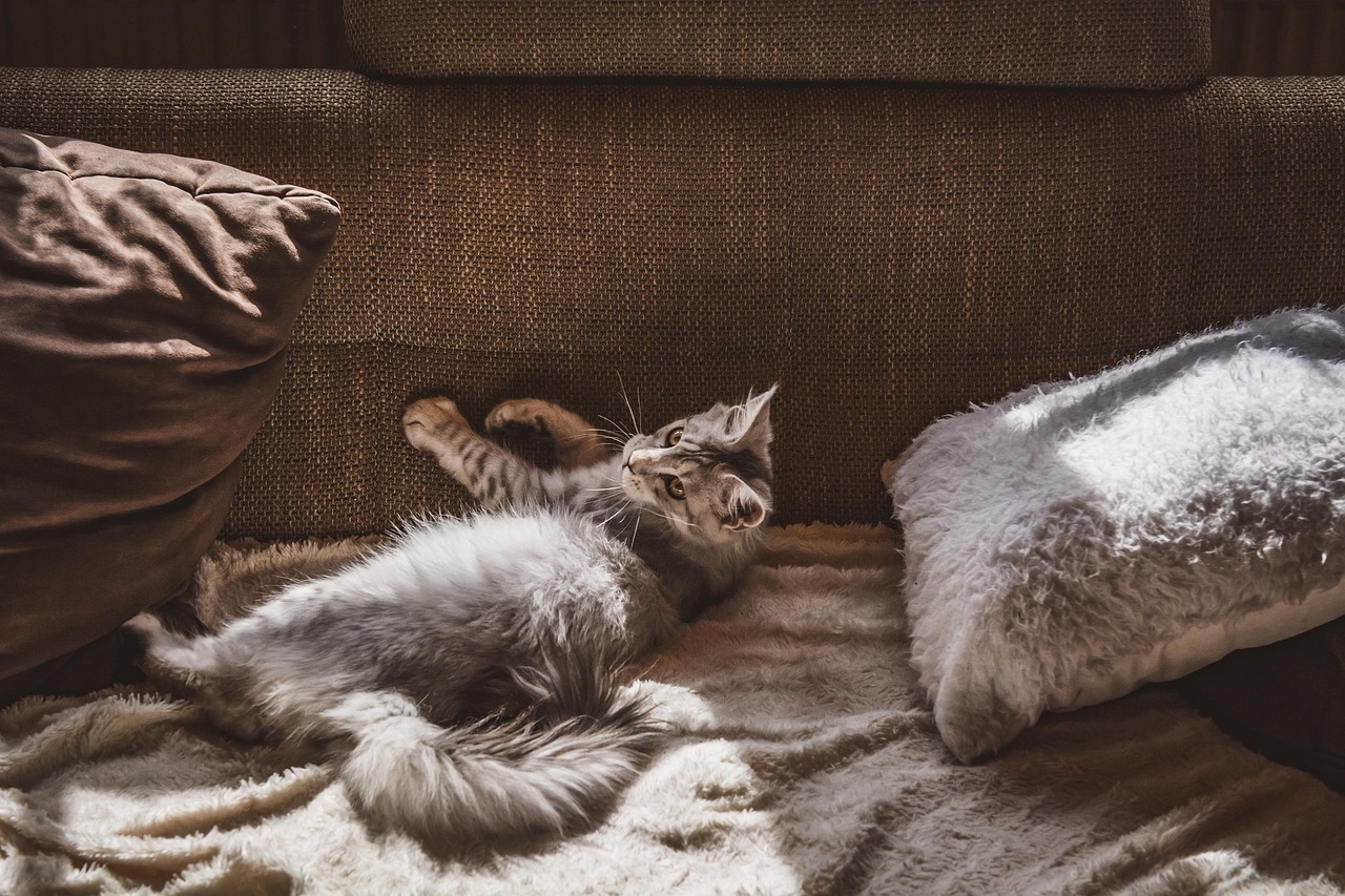 cat, pet, feline, apartment, nature, domestic cat, domestic animal, apartment cat, animal, couch, brown